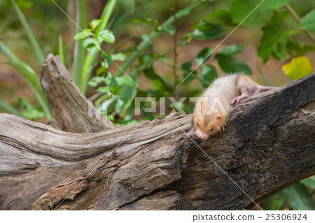Lesser Bamboo Rat in nature Lesser Bamboo Rat in nature 25306924