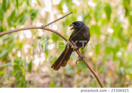 Racket-tailed Treepie.(Crypsirina temia) Racket-tailed Treepie.(Crypsirina temia) 25306925