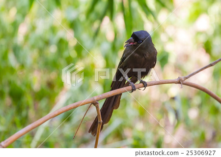 Racket-tailed Treepie.(Crypsirina temia) Racket-tailed Treepie.(Crypsirina temia) 25306927