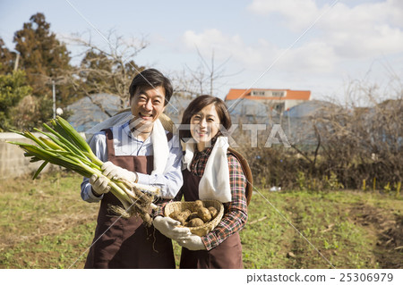 Middleaged Asian Couple Harvesting vegetables Middleaged Asian Couple Harvesting vegetables 25306979