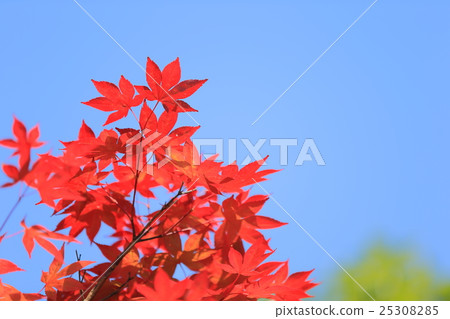 楓葉秋葉紅葉紅色秋天的天空複製空間字母插入楓樹楓葉壁紙觀光旅行癒合 楓葉秋葉紅葉紅色秋天的天空複製空間字母插入楓樹楓葉壁紙觀光旅行癒合 25308285
