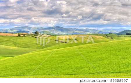 green grass field landscape green grass field landscape 25308997