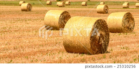 a field with straw bales after harvest a field with straw bales after harvest 25310256