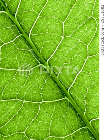 Abstract green leaf texture Abstract green leaf texture 25311082
