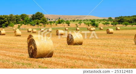 a field with straw bales after harvest as background 25312483