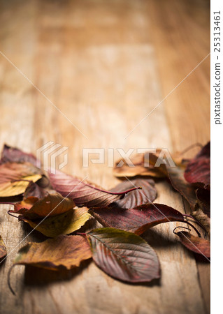 Autumn Atmosphere Objects Autumn Atmosphere Objects 25313461