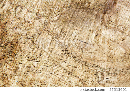 Texture Background Texture Background 25313601