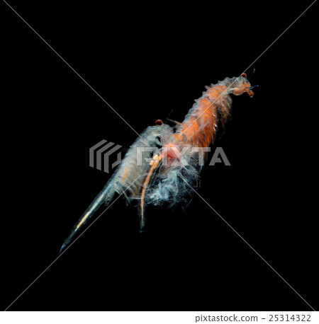 artemia plankton isolated on black background 25314322