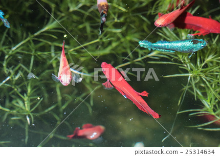 Betta fish, siamese fighting fish Betta fish, siamese fighting fish 25314634