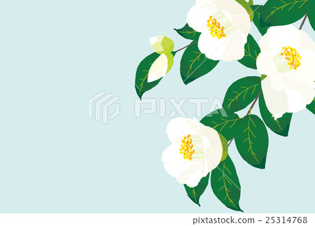 White camellia White camellia 25314768