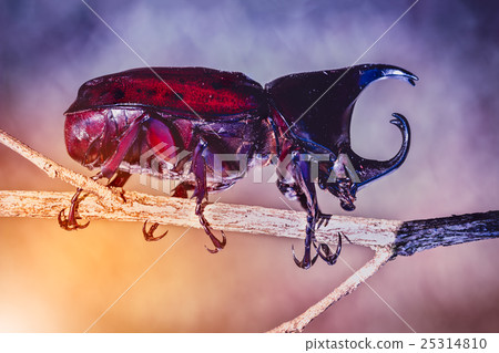 Closeup realistic tropical beetle perched. Closeup realistic tropical beetle perched. 25314810