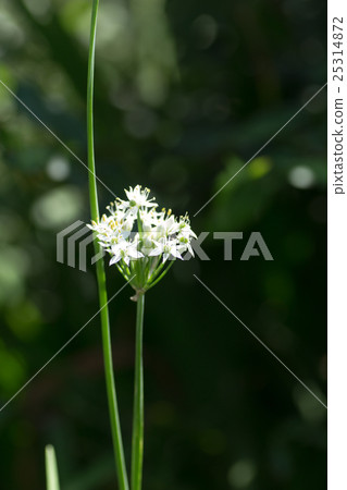 尼拉花 尼拉花 25314872
