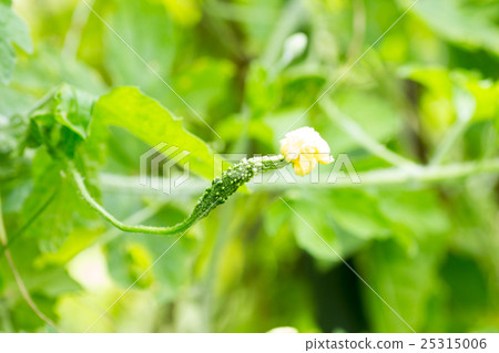 Botanical flower and small fruit Botanical flower and small fruit 25315006