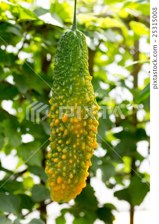 Begging to ripen and becoming yellowish goya 25315008