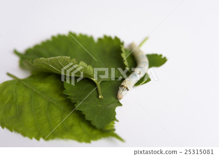 Observation of silkworm 25315081