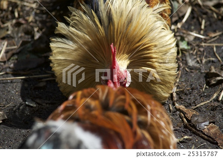 Chicken Chicken 25315787