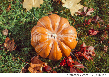 Big pumpkin on lawn over autumn nature background. Big pumpkin on lawn over autumn nature background. 25316044