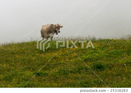Cow grazing Cow grazing 25316263