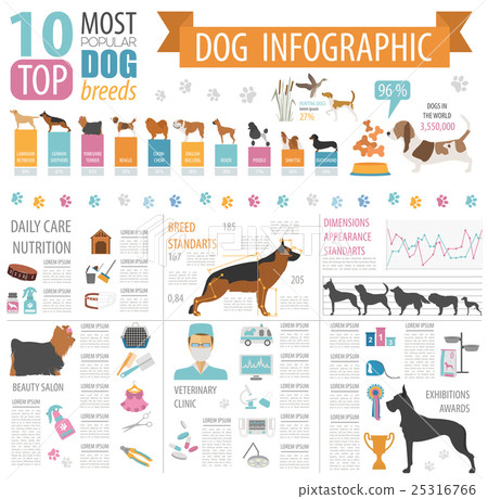 Dog info graphic template. Heatlh care, vet 25316766