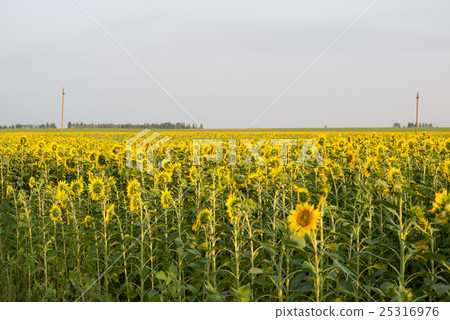 Field of blooming sunflowers at sunset 25316976