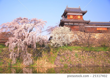 Cherry blossoms blooming in Koriyama castle ruins (Yamatokoriyama city, Nara prefecture) Cherry blossoms blooming in Koriyama castle ruins (Yamatokoriyama city, Nara prefecture) 25317402