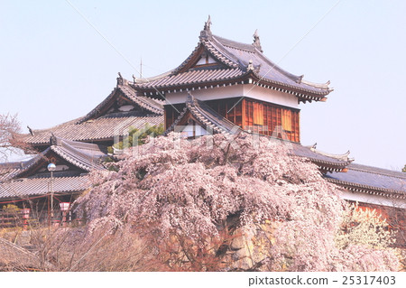 Cherry blossoms blooming in Koriyama castle ruins (Yamatokoriyama city, Nara prefecture) 25317403