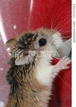 Hamster 25317831