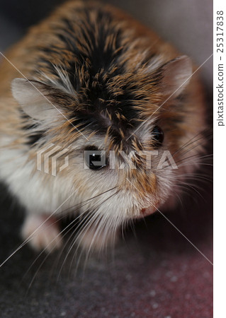 Hamster 25317838