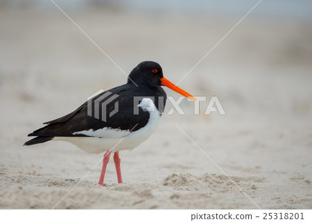 Eurasian oystercatcher (Haematopus ostralegus) Eurasian oystercatcher (Haematopus ostralegus) 25318201