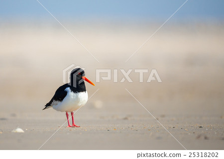 Eurasian oystercatcher (Haematopus ostralegus) 25318202