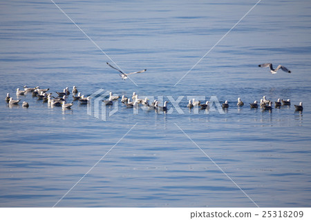 flock of European Herring Gulls, Larus argentatus flock of European Herring Gulls, Larus argentatus 25318209