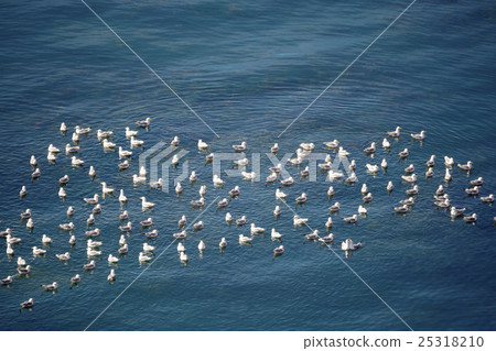 flock of European Herring Gulls, Larus argentatus flock of European Herring Gulls, Larus argentatus 25318210