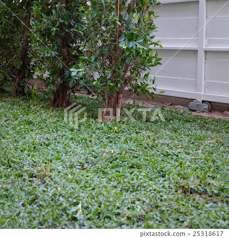 backyard, yard work planting tree and grass 25318617