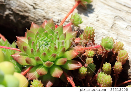 Succulent plants Succulent plants 25318906