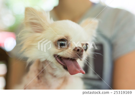 chihuahua small dog happy smile 25319169