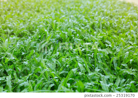 green grass turf garden in morning green grass turf garden in morning 25319170