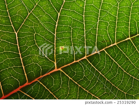 green leaf texture background of poinsettia 25319290