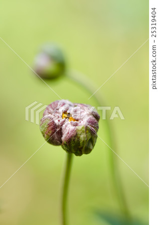 Tsubomi bud Shibaigi kibuneku (scientific name: Anemone hupehensis) 25319404