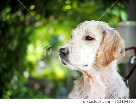 young small cute lovely mini size crossbreed puppy 25319480