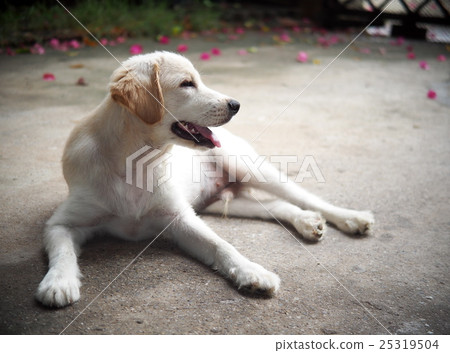young small cute lovely mini size crossbreed puppy 25319504