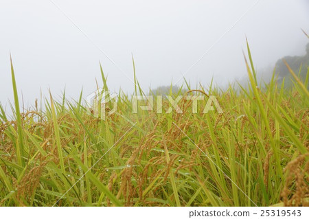 Rice Rice 25319543