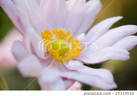 Flowers of autumn bubble (Shumeigaku) blowing in the wind 25319550