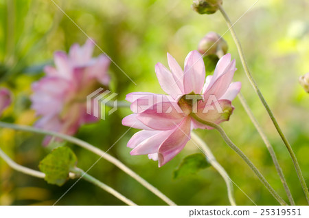 Flowers of Shu-chiku Flowers of Shu-chiku 25319551