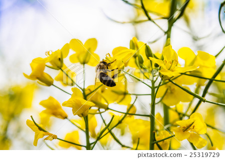 close up of yellow canola plant 25319729