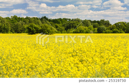 yellow canola field yellow canola field 25319730