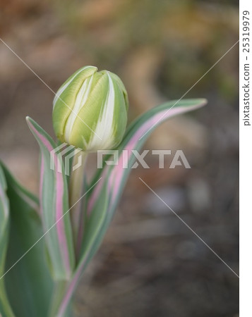 Tulip · Happy upstar Tulip · Happy upstar 25319979