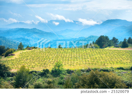 Vineyard with mountains on background Vineyard with mountains on background 25320079
