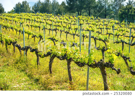 Rows of grapes in a vineyard 25320080