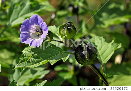 Nicandra plant. The genus is named for Gr 25320172