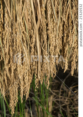 收穫後的陽光米飯 25320532